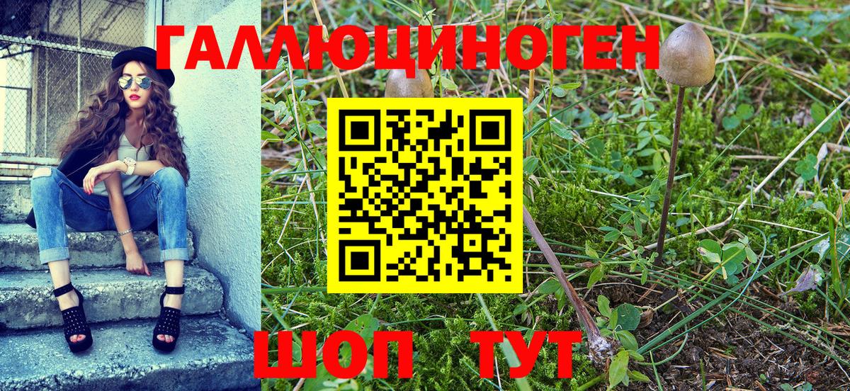 Галлюциногенные грибы Psilocybine cubensis Заинск
